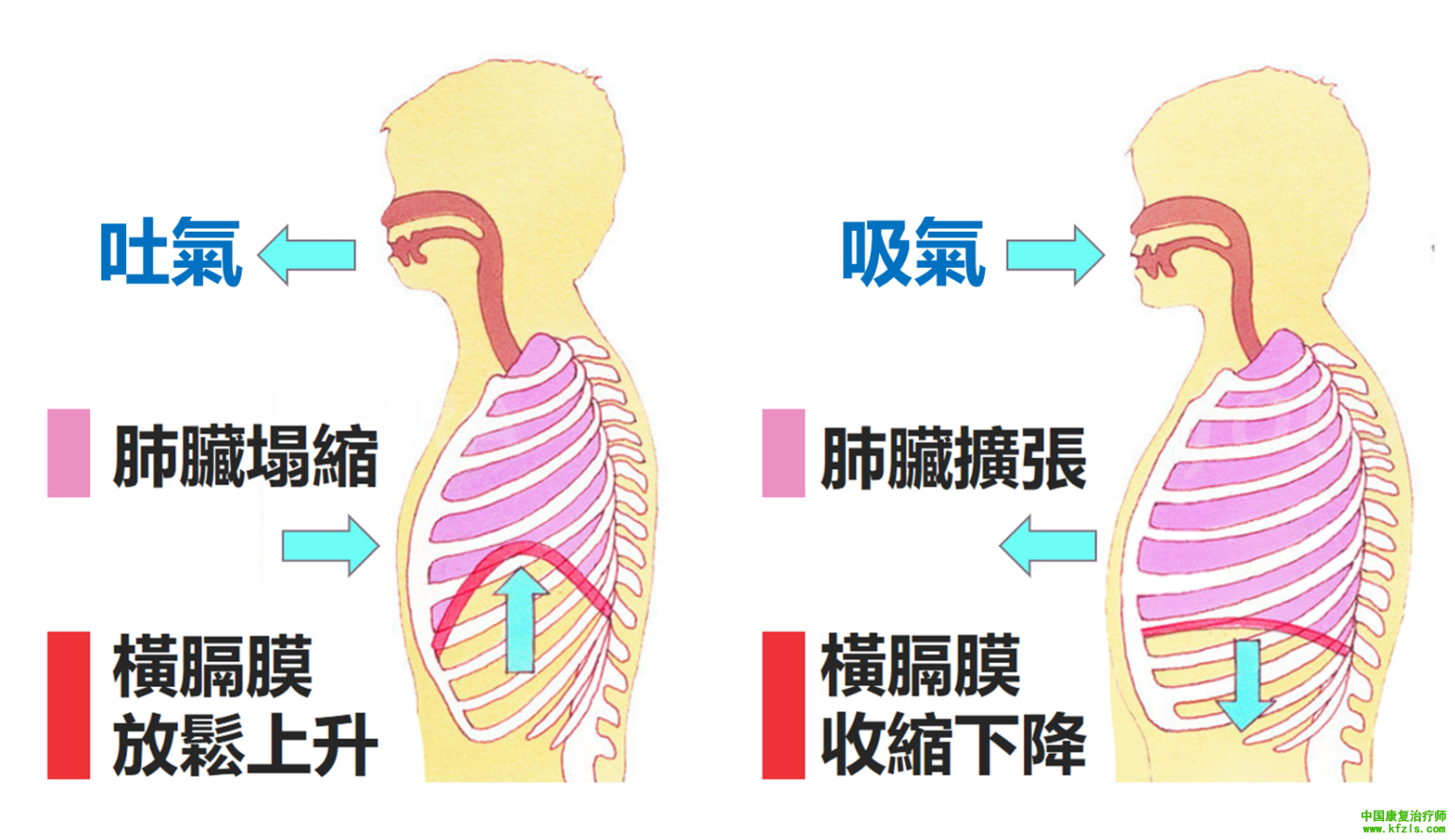 浅谈横膈膜功能