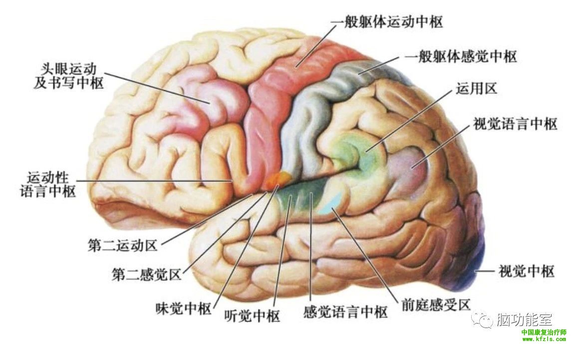 运动员“兴奋剂”：TMS