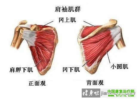 肩袖损伤的治疗——对欧洲“肩关节协作组织”模式的探讨