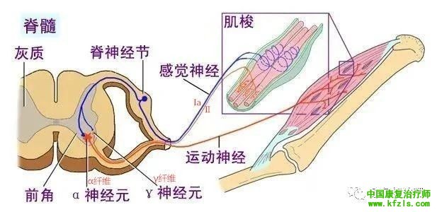 通过反复促通疗法（川平法，RFE）探讨偏瘫患者手指运动的恢复机制。