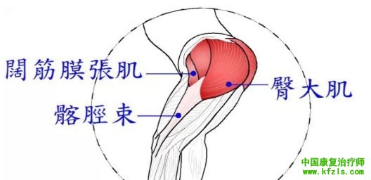 从髋到膝，这条肌肉不能忽视