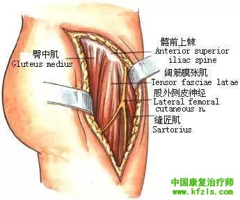 从髋到膝，这条肌肉不能忽视