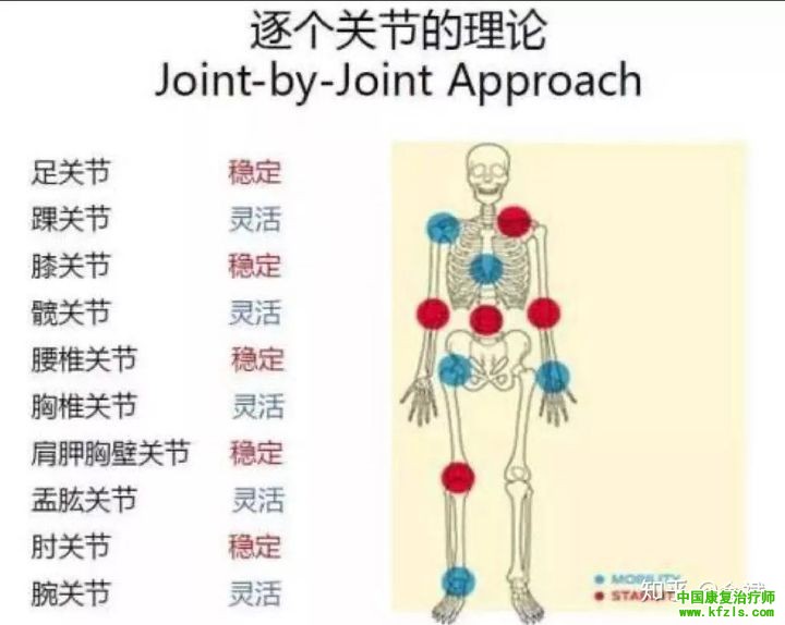 相邻关节理论，真说还是假说