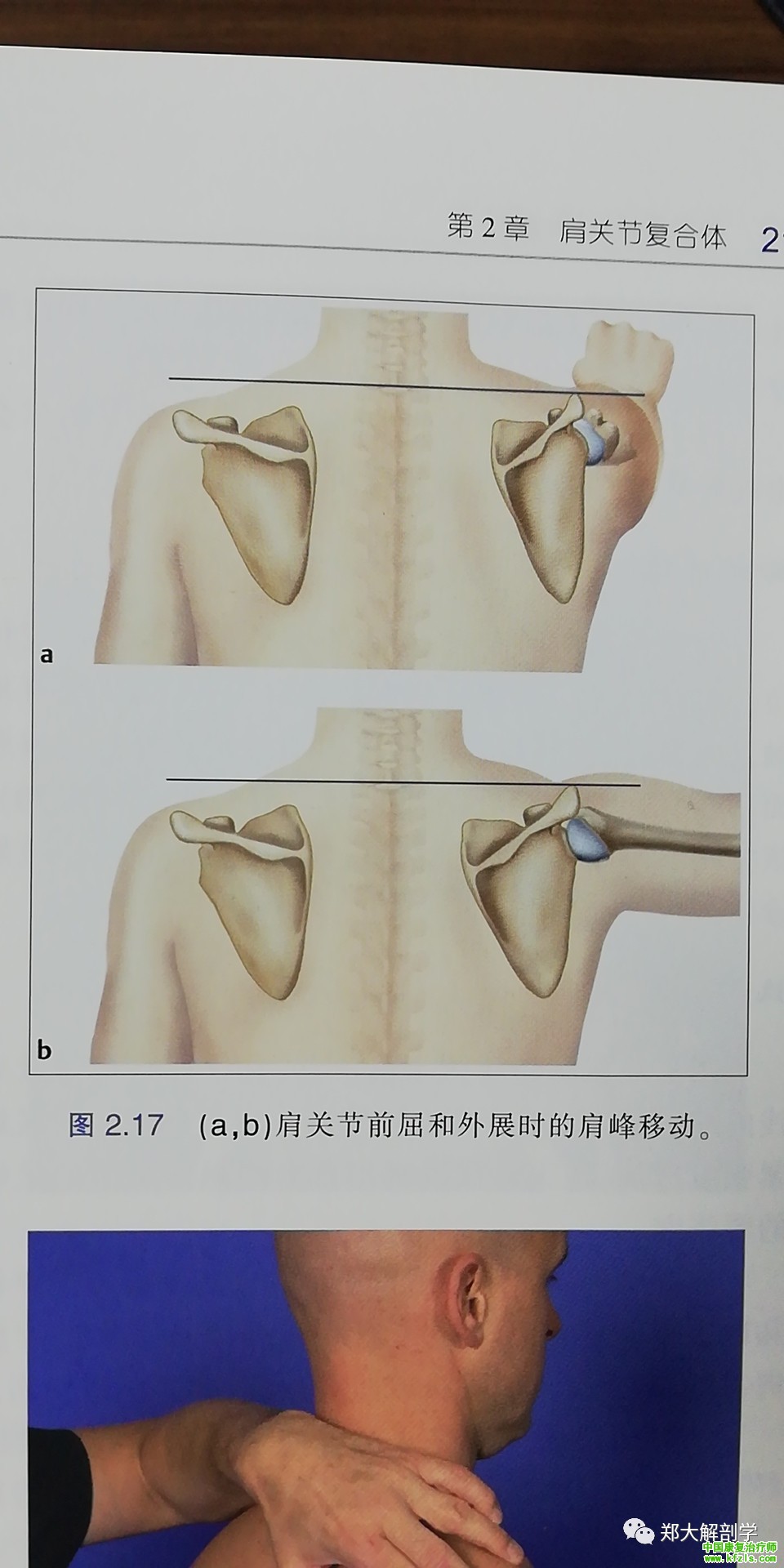 肩关节精准触诊