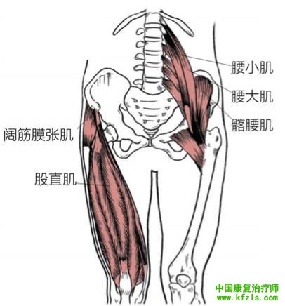 下交叉综合症的解剖分析与纠正训练