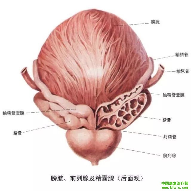 神经性膀胱炎预防和诊断及治疗