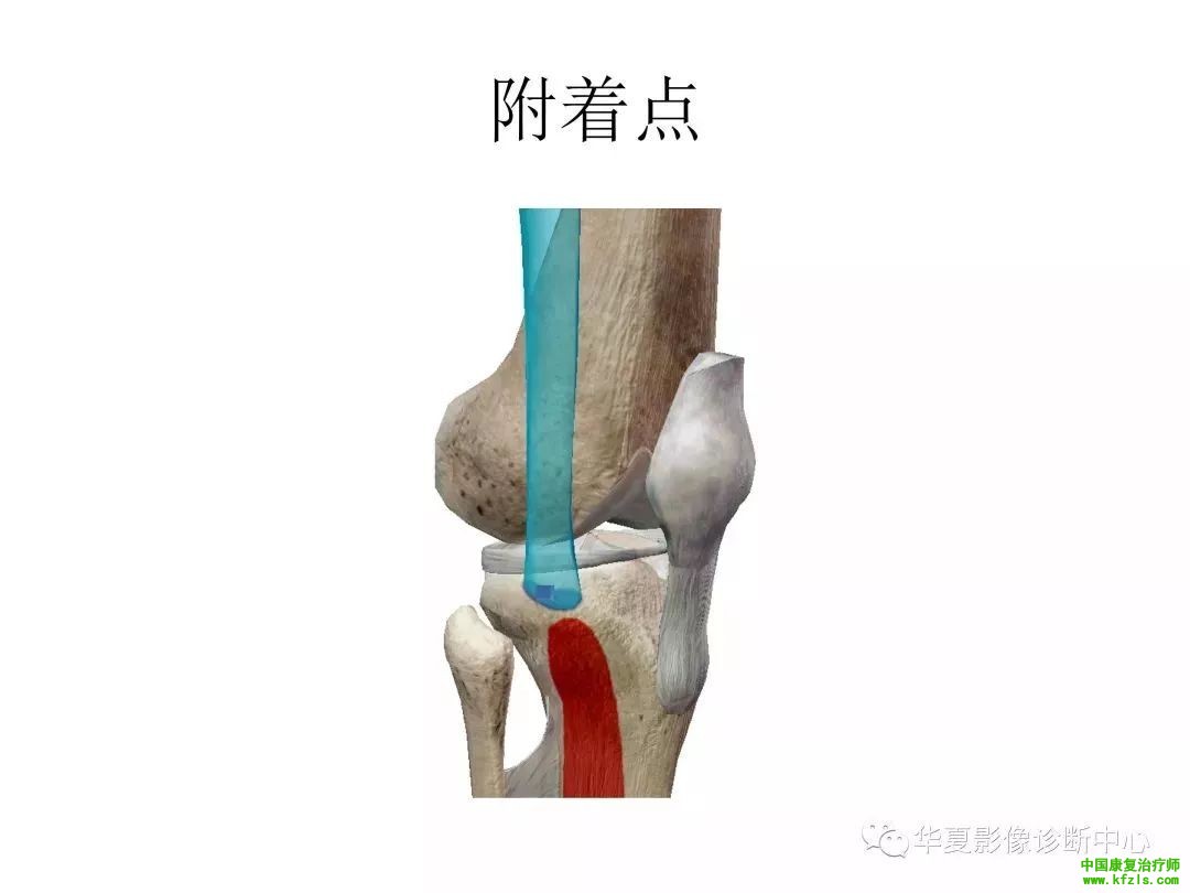 膝关节3D全彩解剖图谱