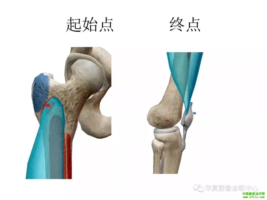 膝关节3D全彩解剖图谱