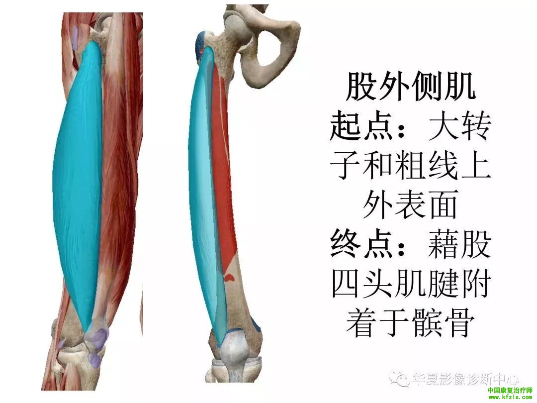 膝关节3D全彩解剖图谱