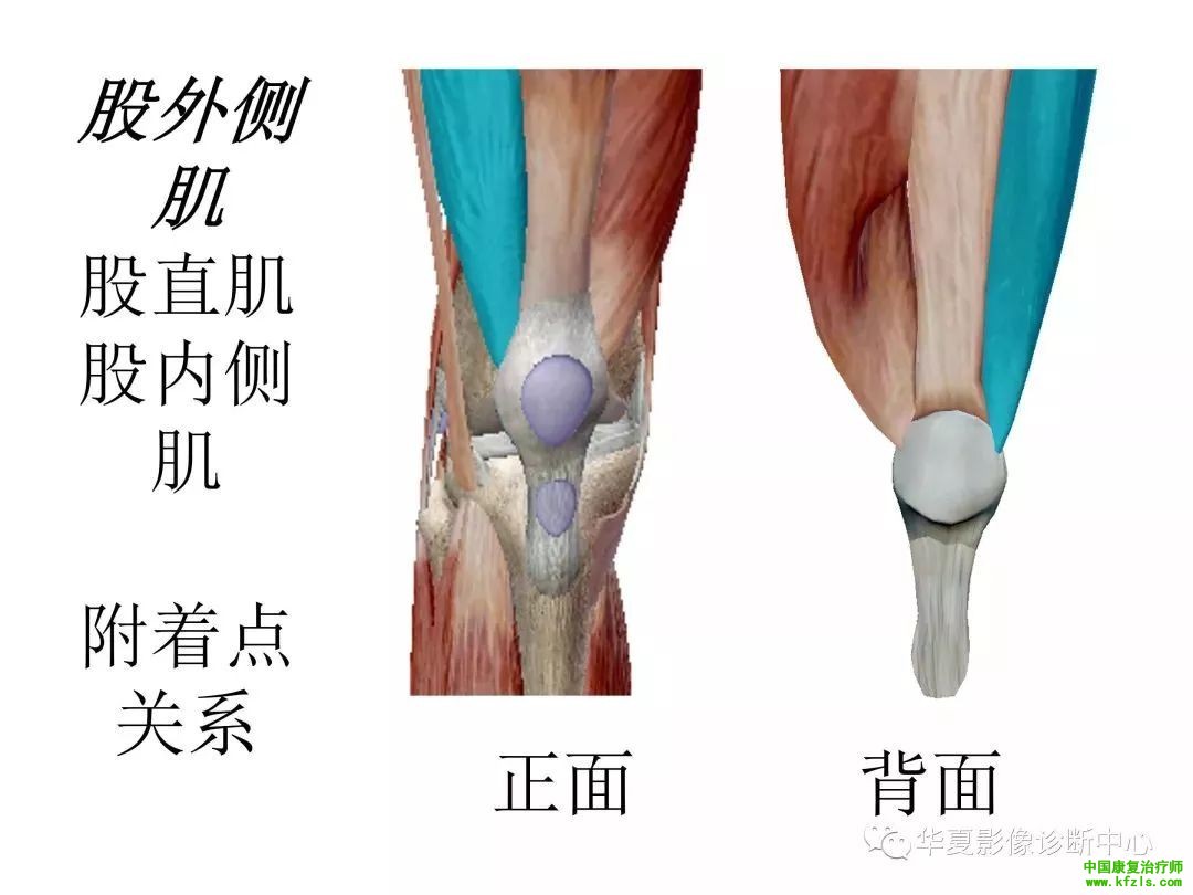 膝关节3D全彩解剖图谱