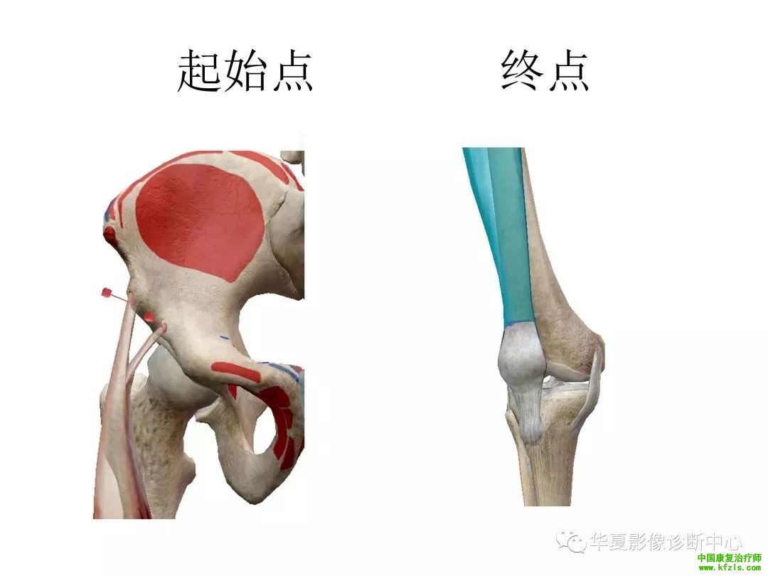 膝关节3D全彩解剖图谱