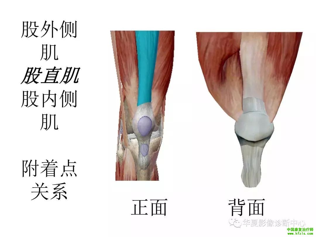 膝关节3D全彩解剖图谱