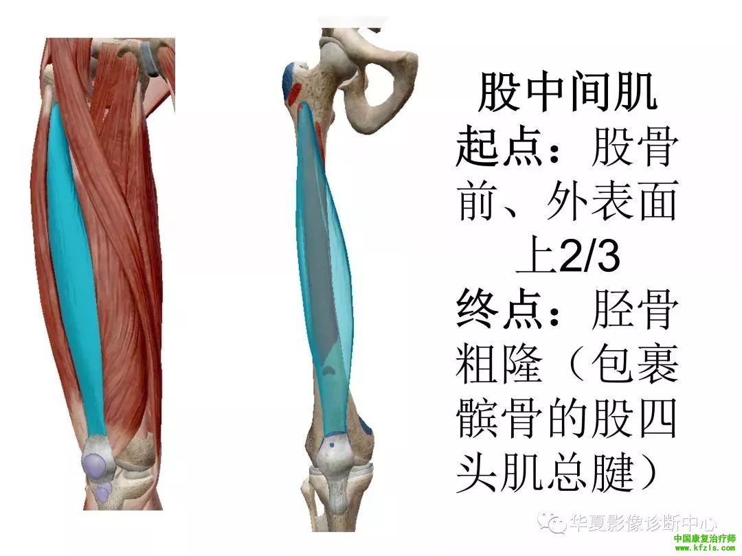 膝关节3D全彩解剖图谱