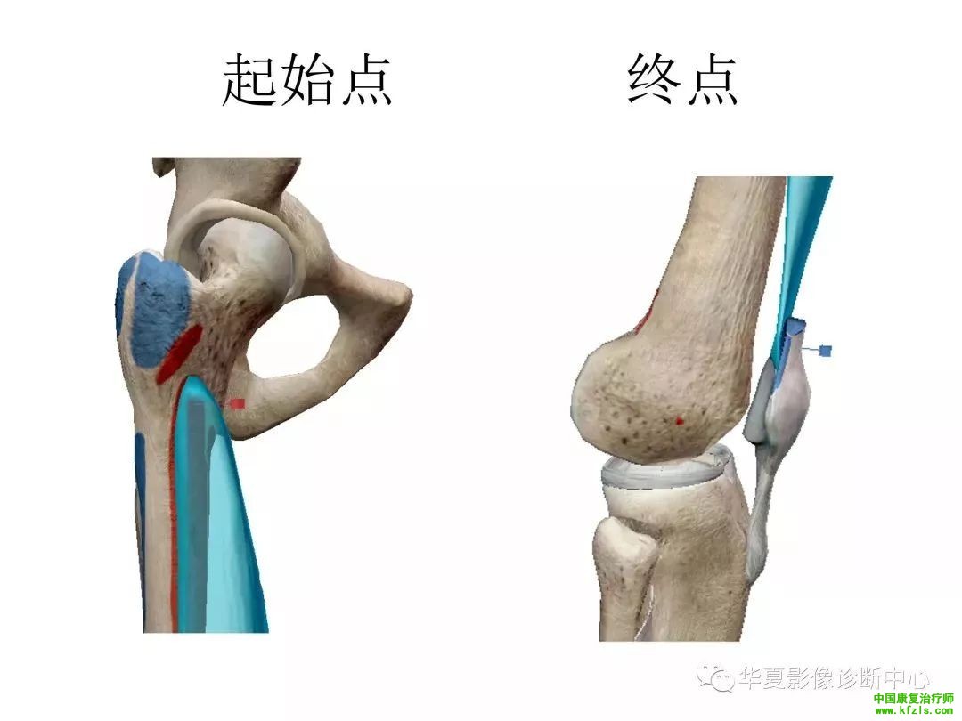 膝关节3D全彩解剖图谱