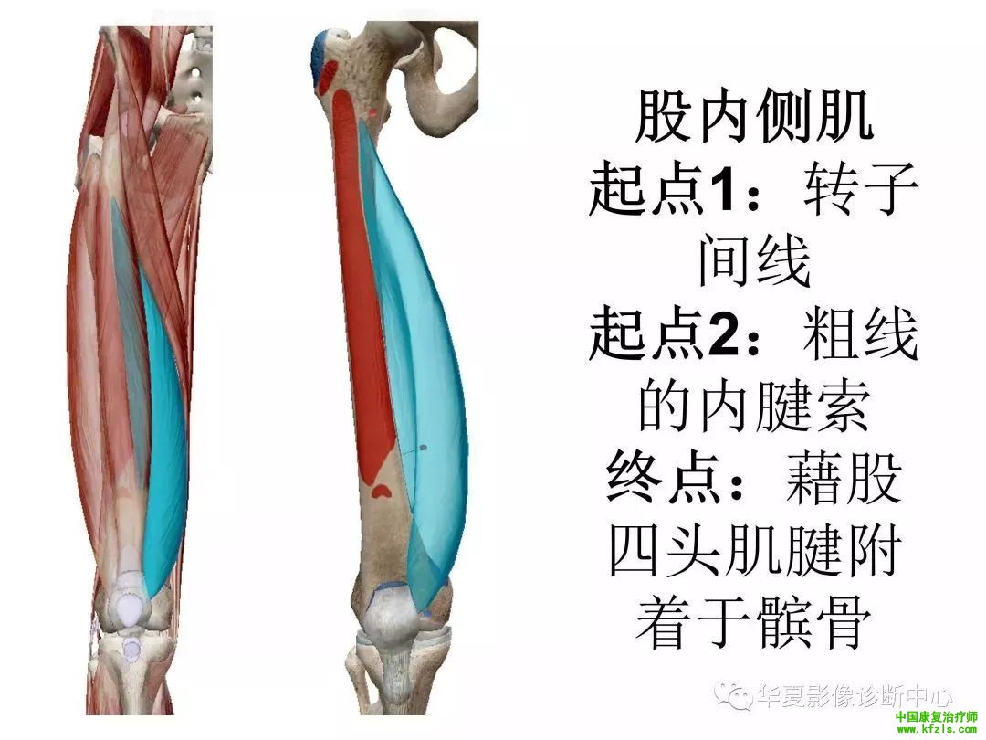 膝关节3D全彩解剖图谱