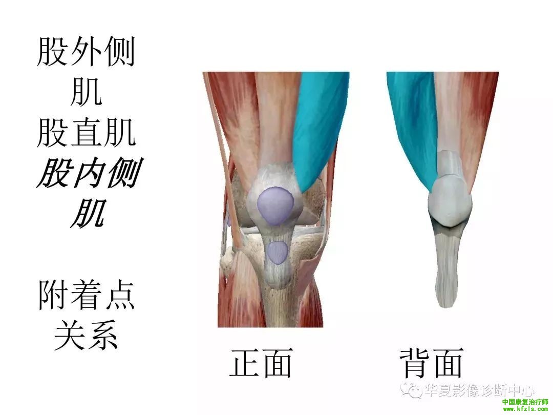 膝关节3D全彩解剖图谱