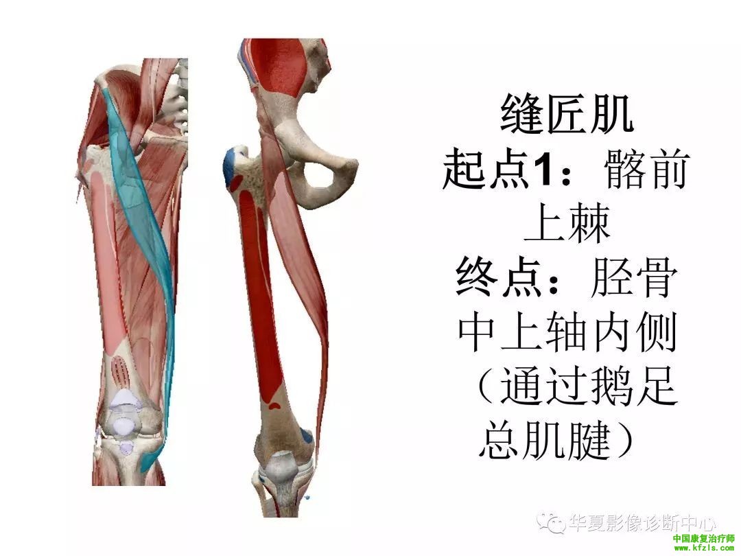 膝关节3D全彩解剖图谱