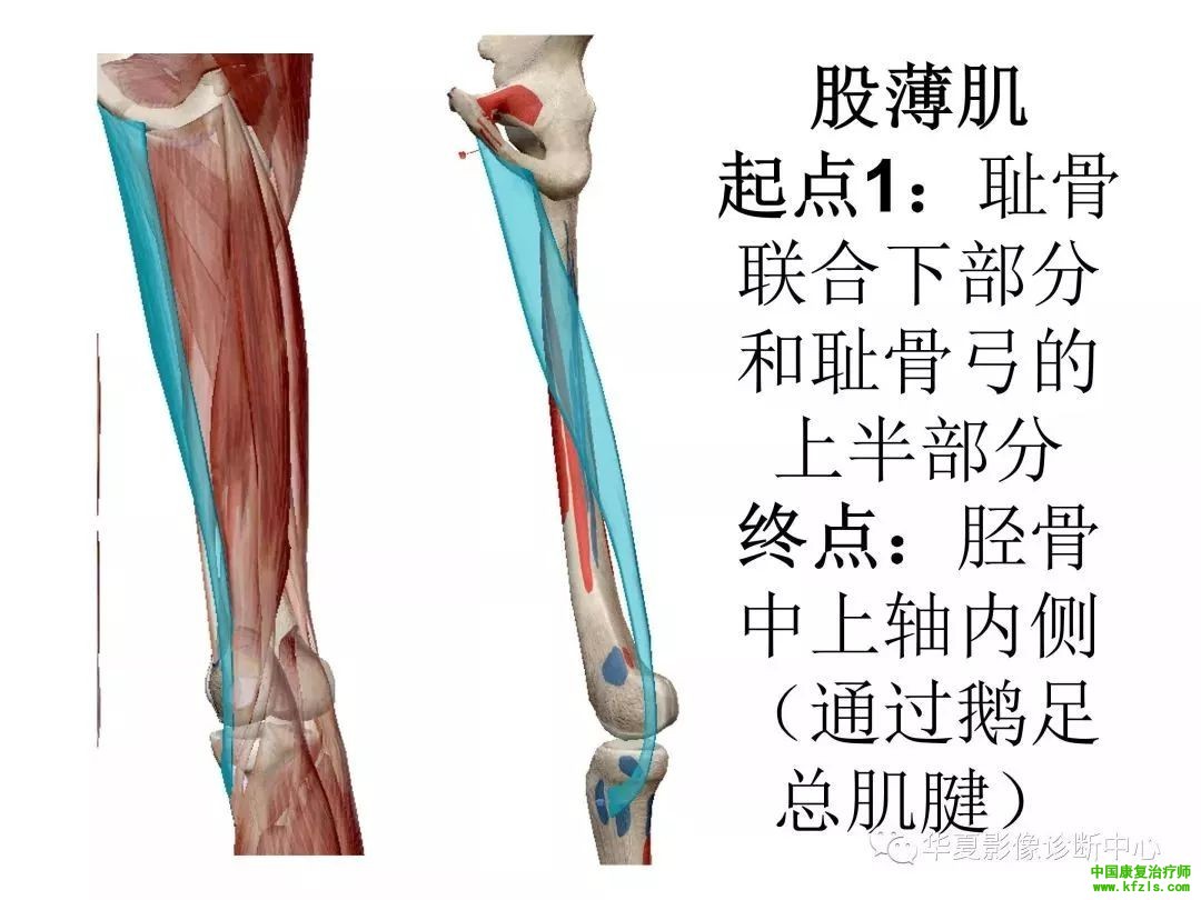 膝关节3D全彩解剖图谱