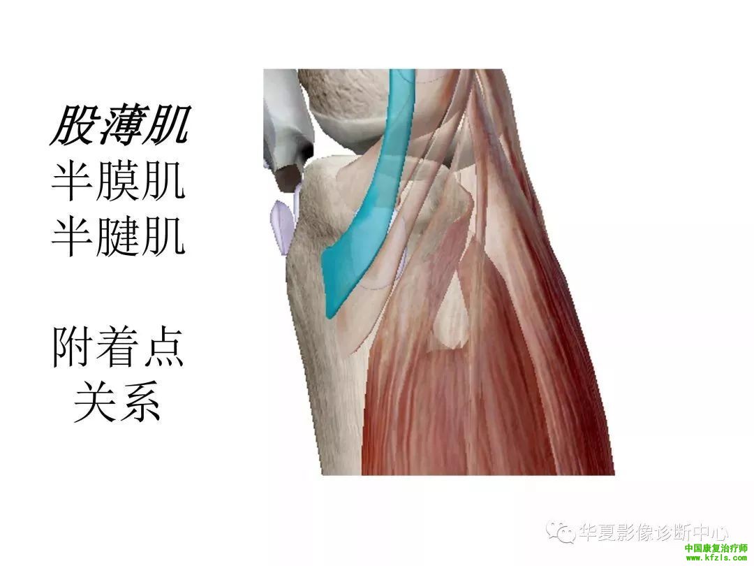 膝关节3D全彩解剖图谱