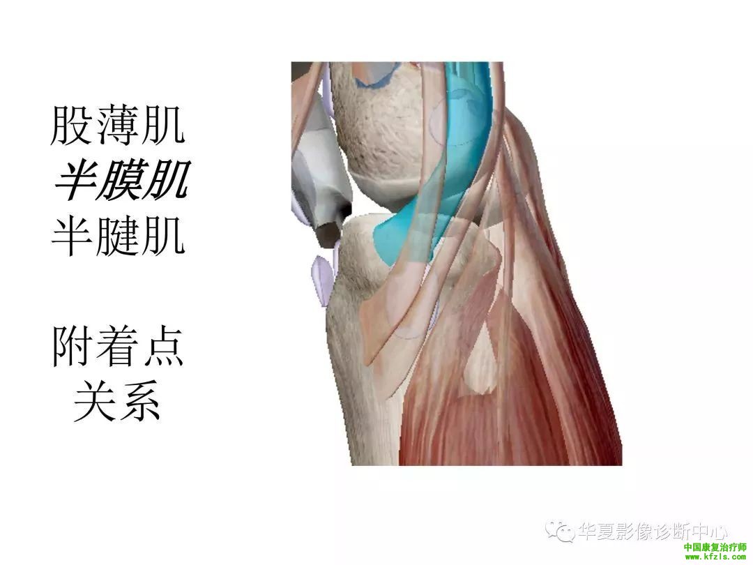 膝关节3D全彩解剖图谱