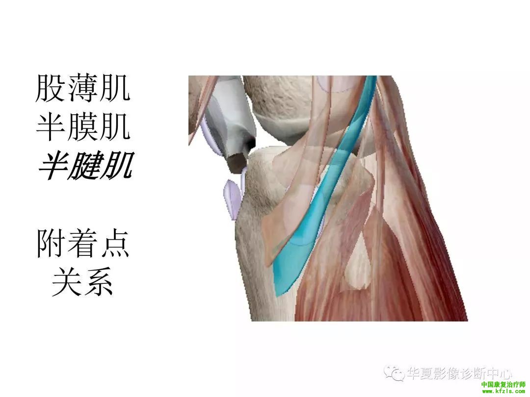 膝关节3D全彩解剖图谱