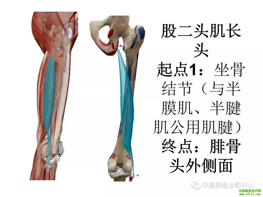 膝关节3D全彩解剖图谱