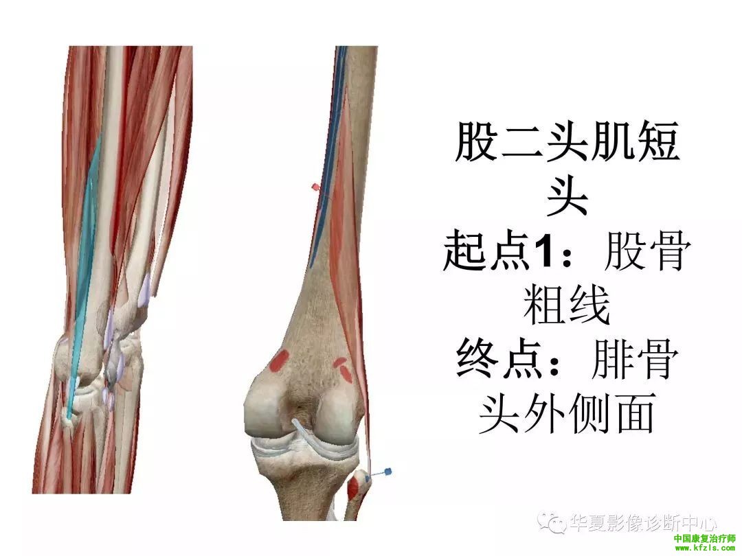 膝关节3D全彩解剖图谱