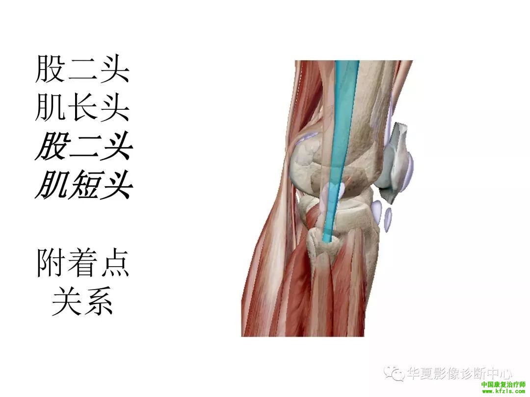 膝关节3D全彩解剖图谱