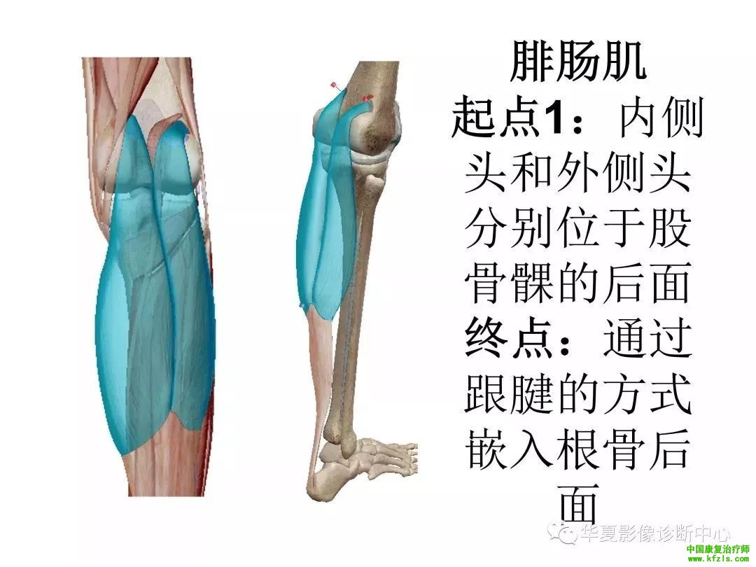 膝关节3D全彩解剖图谱