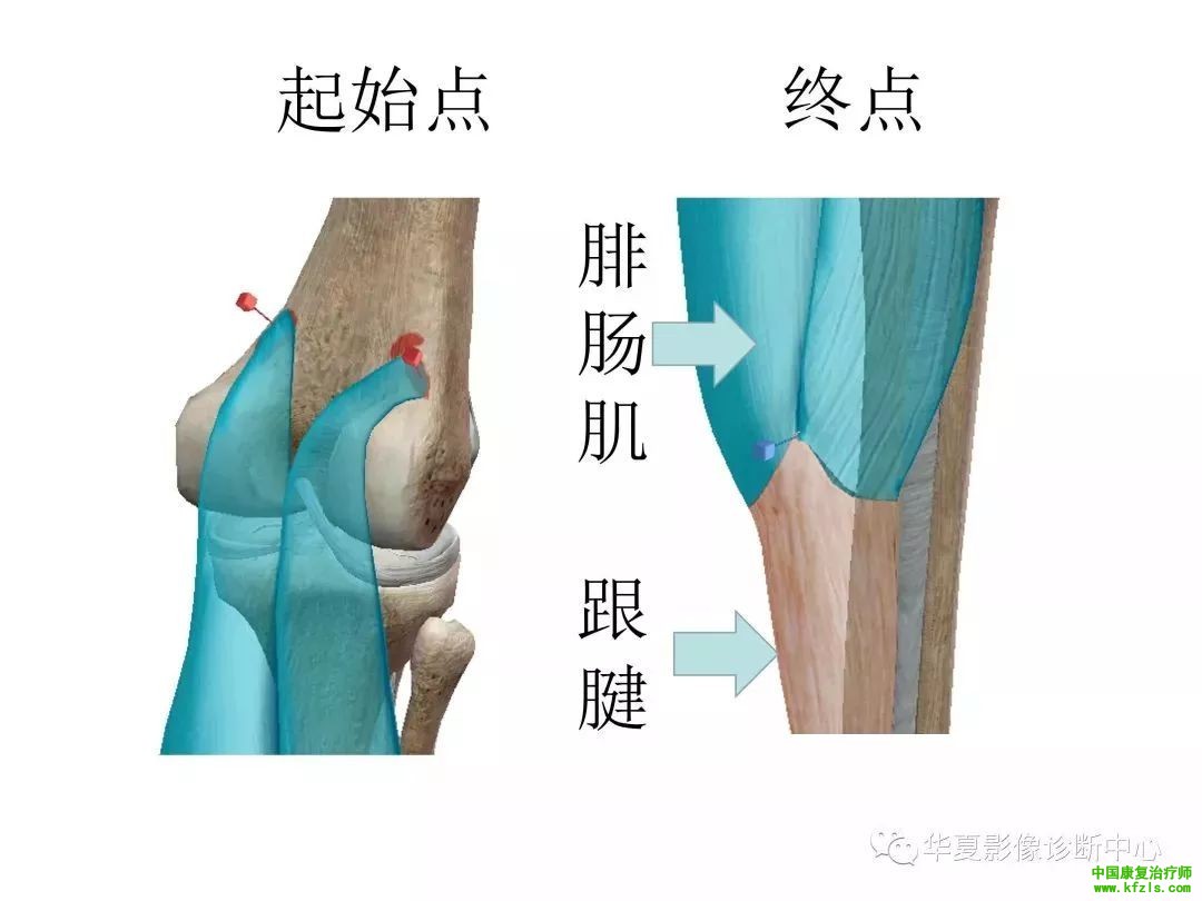 膝关节3D全彩解剖图谱