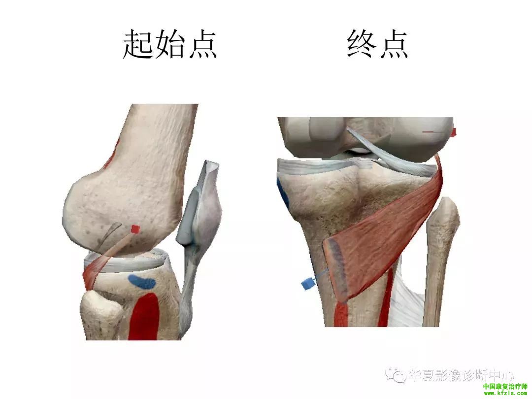 膝关节3D全彩解剖图谱