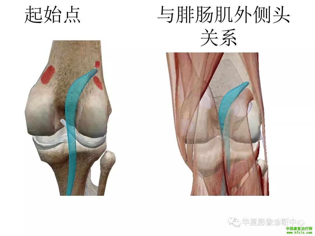 膝关节3D全彩解剖图谱