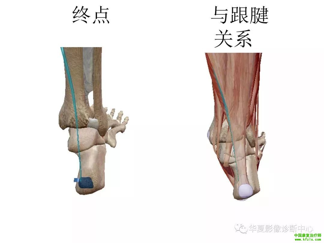 膝关节3D全彩解剖图谱