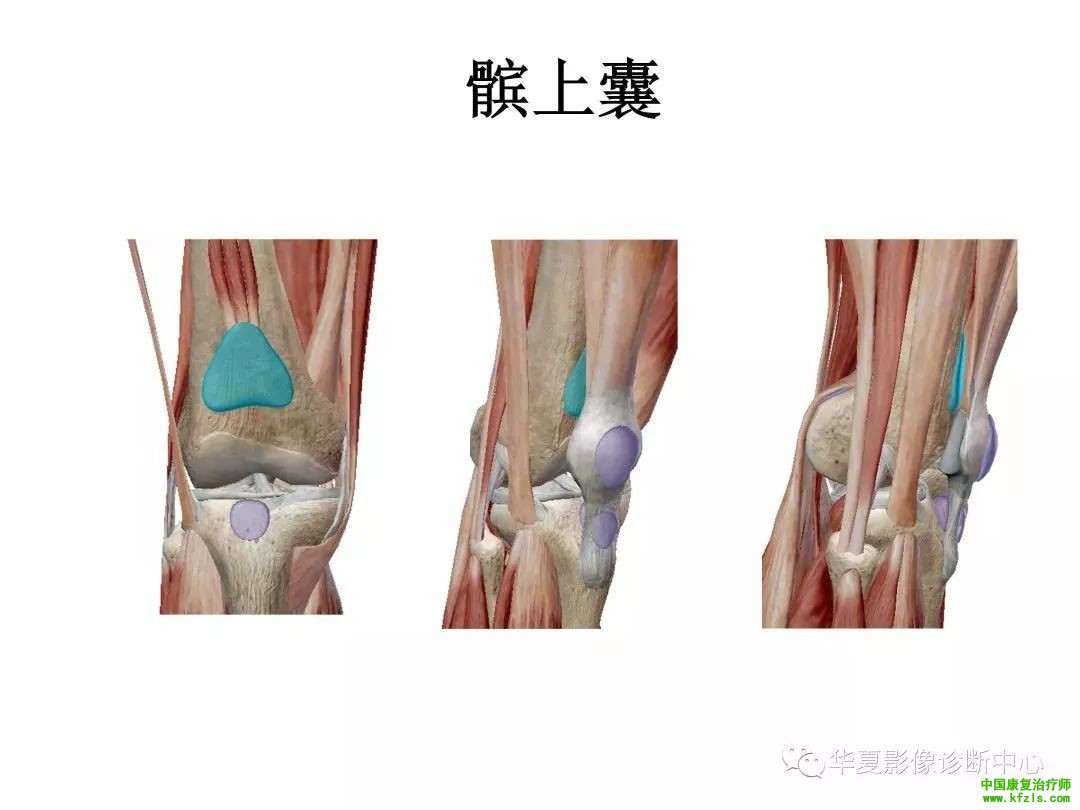 膝关节3D全彩解剖图谱