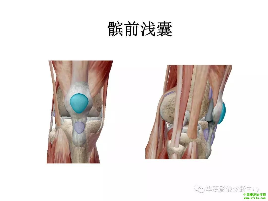 膝关节3D全彩解剖图谱