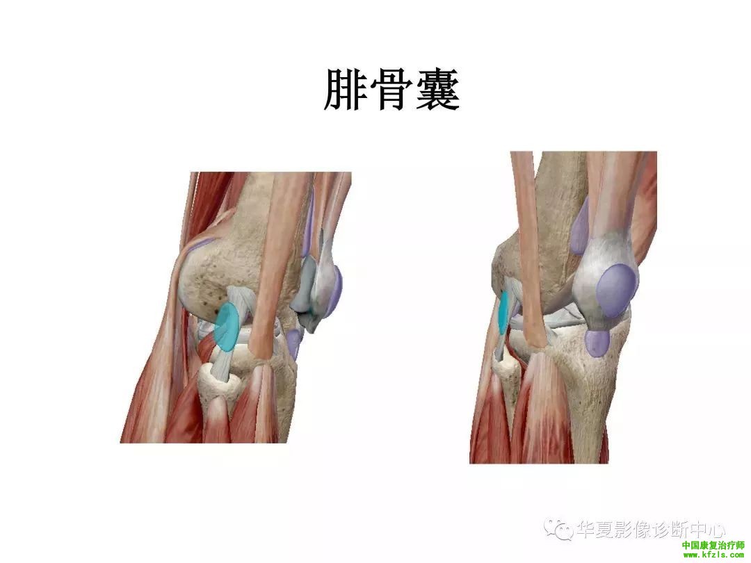 膝关节3D全彩解剖图谱