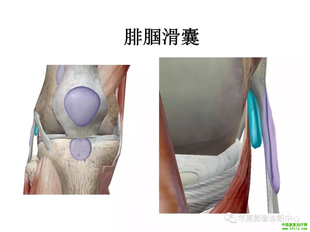 膝关节3D全彩解剖图谱