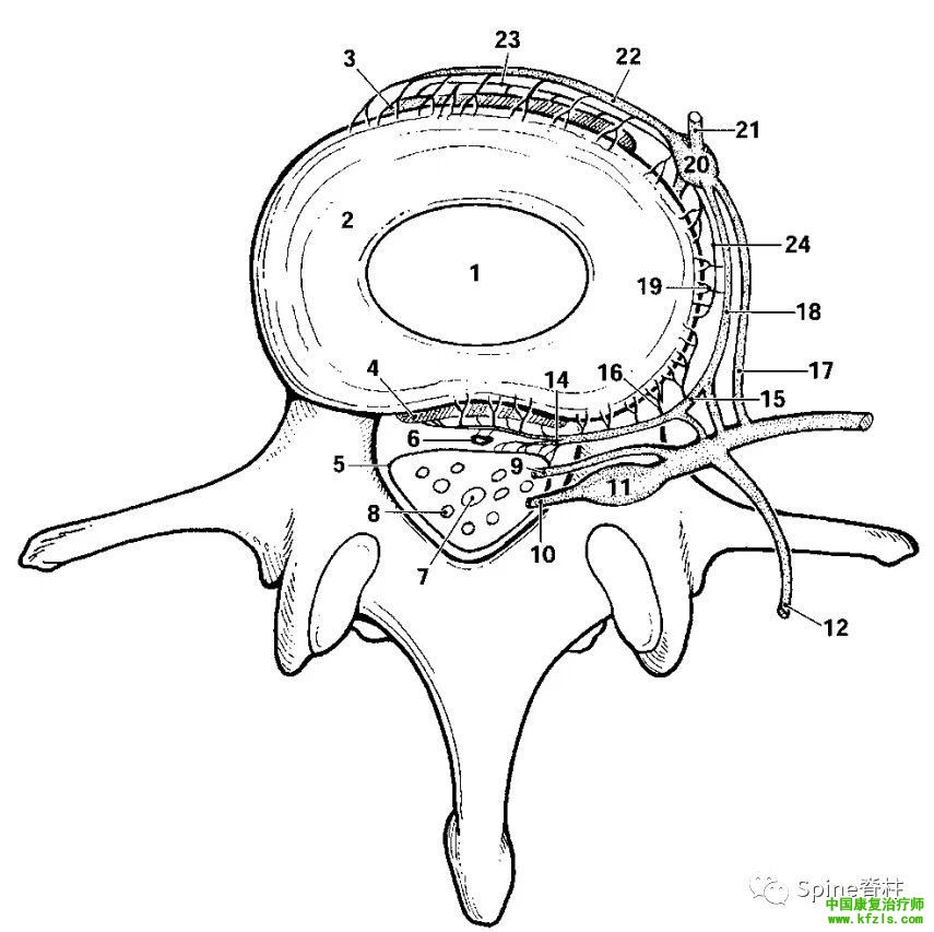 脊柱的神经支配及其相关疼痛，高清图文系统讲解！