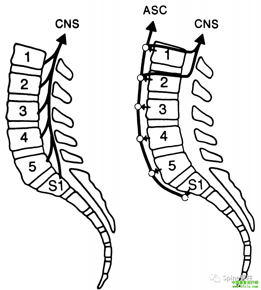 脊柱的神经支配及其相关疼痛，高清图文系统讲解！