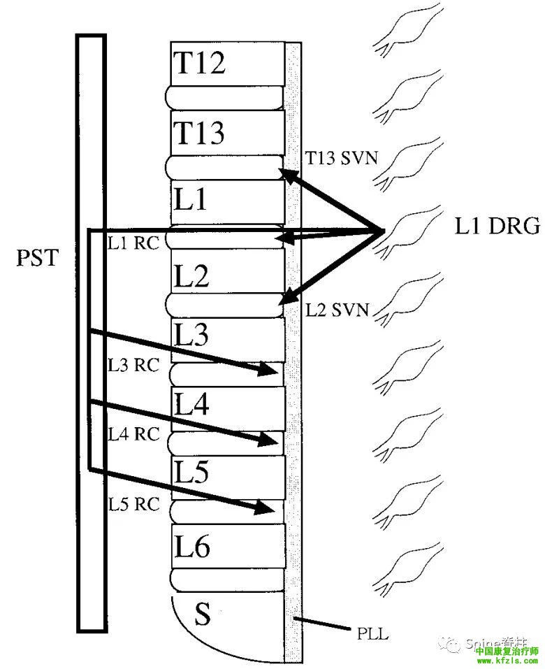 脊柱的神经支配及其相关疼痛，高清图文系统讲解！