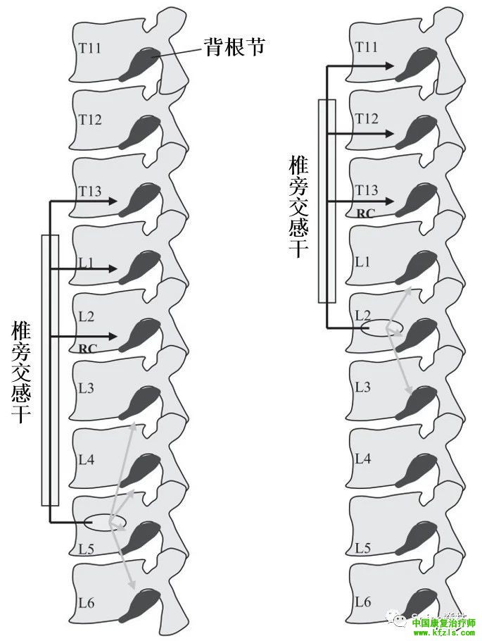 脊柱的神经支配及其相关疼痛，高清图文系统讲解！