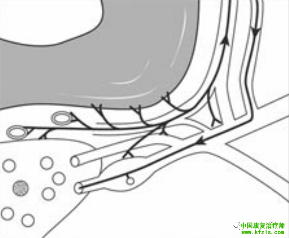 脊柱的神经支配及其相关疼痛，高清图文系统讲解！