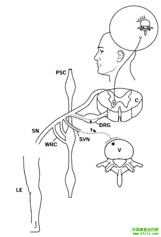 脊柱的神经支配及其相关疼痛，高清图文系统讲解！