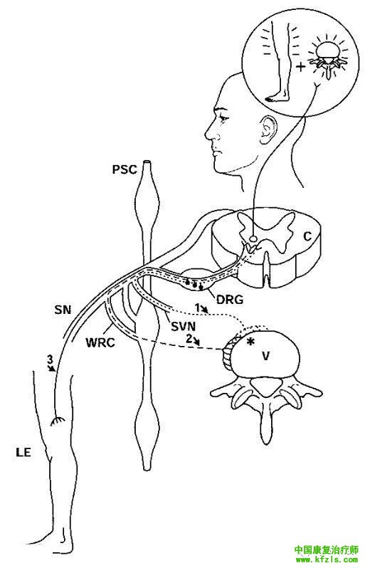 脊柱的神经支配及其相关疼痛，高清图文系统讲解！