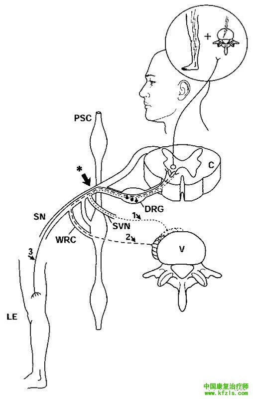 脊柱的神经支配及其相关疼痛，高清图文系统讲解！