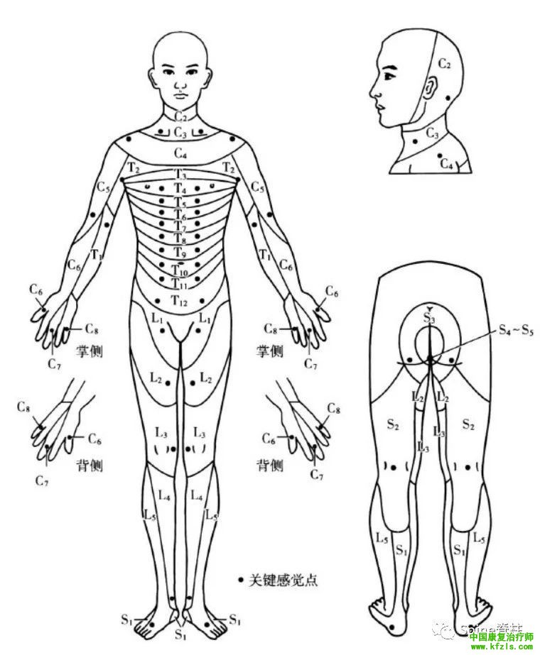 脊柱的神经支配及其相关疼痛，高清图文系统讲解！