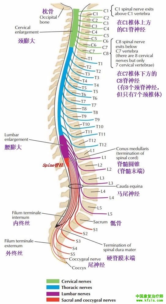 脊柱的神经支配及其相关疼痛，高清图文系统讲解！