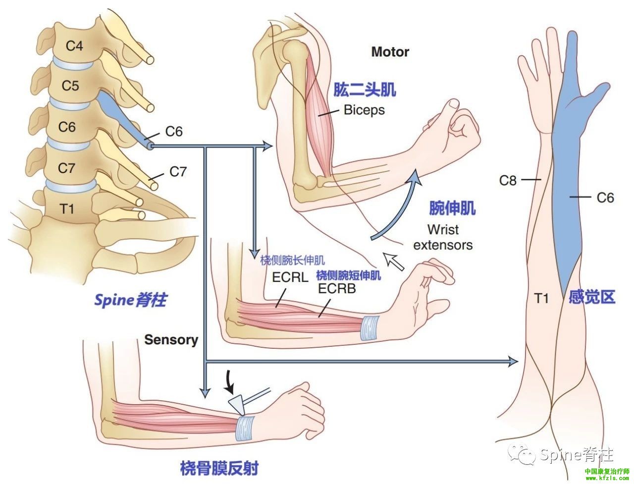 脊柱的神经支配及其相关疼痛，高清图文系统讲解！