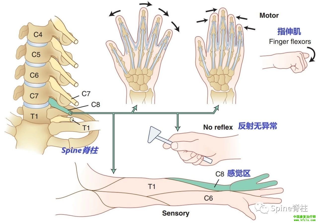 脊柱的神经支配及其相关疼痛，高清图文系统讲解！