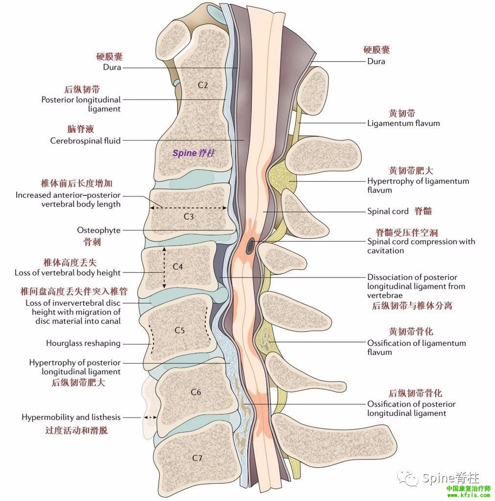 脊柱的神经支配及其相关疼痛，高清图文系统讲解！